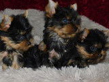 Réservation ouverte pour 4 chiots Yorkshire Terriers non-LOF