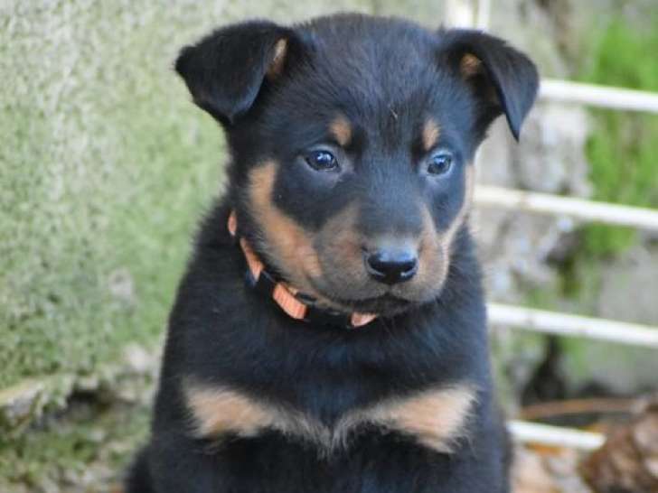 2 chiots Beaucerons non-LOF à réserver