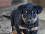 2 chiots Beaucerons non-LOF à réserver