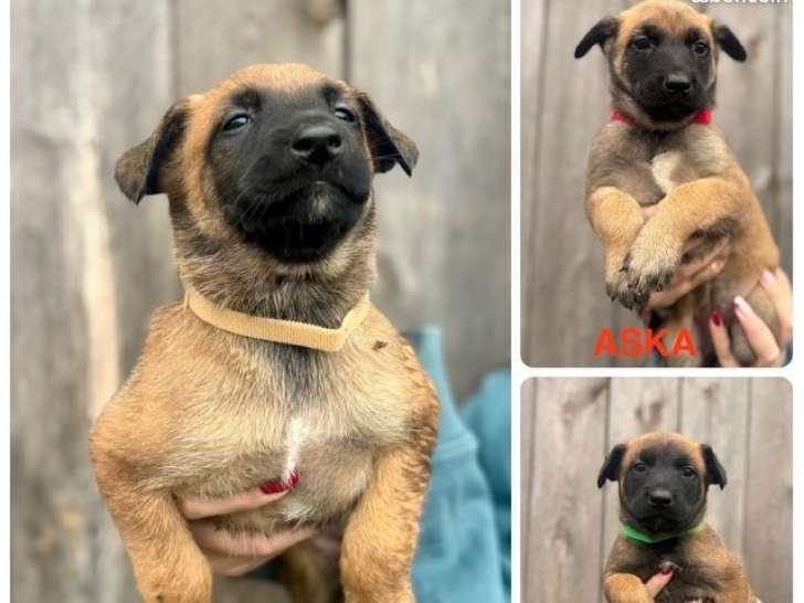 7 chiots Bergers Belges Malinois à réserver (LOF)