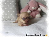 Adorable petit mâle Chihuahua LOF à vendre
