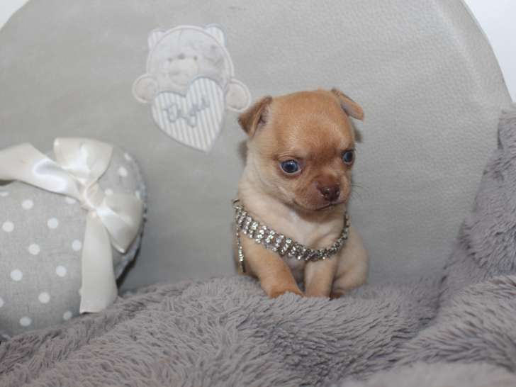 Adorable petit mâle Chihuahua LOF à vendre