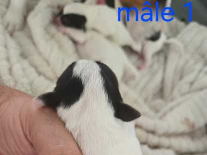 Chiots Jack Russel à vendre