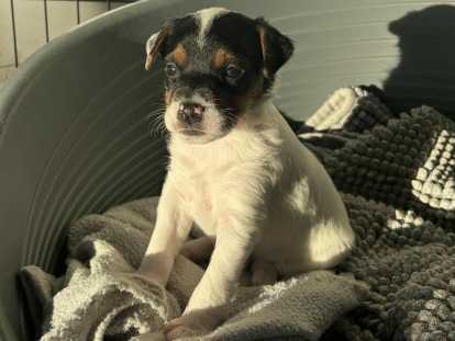 Chiots Jack Russel à vendre