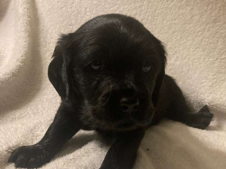 Chiots 100% Yorkipoo à vendre en décembre 2025