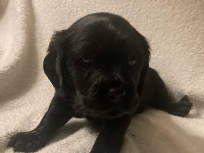 Chiots 100% Yorkipoo à vendre en décembre 2025