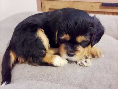 Chiots 100% Yorkipoo à vendre en décembre 2025