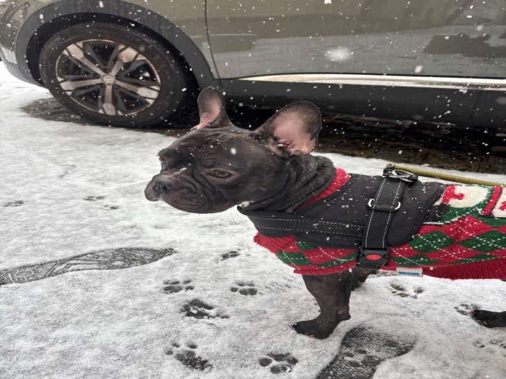 Mâle Bouledogue Français disponible pour saillie
