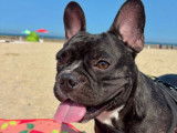 Mâle Bouledogue Français disponible pour saillie