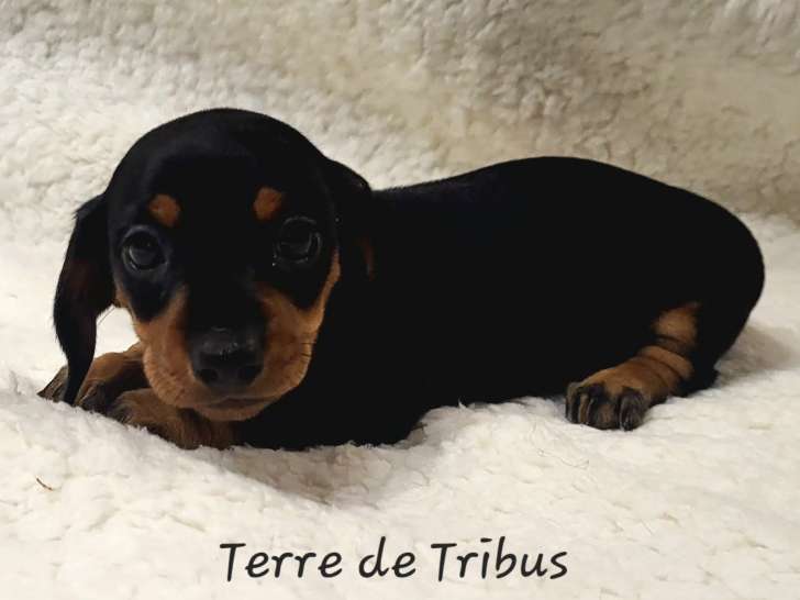 Chiots Teckel nain à poil ras LOF à vendre