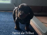 Chiots Teckel nain à poil ras LOF à vendre