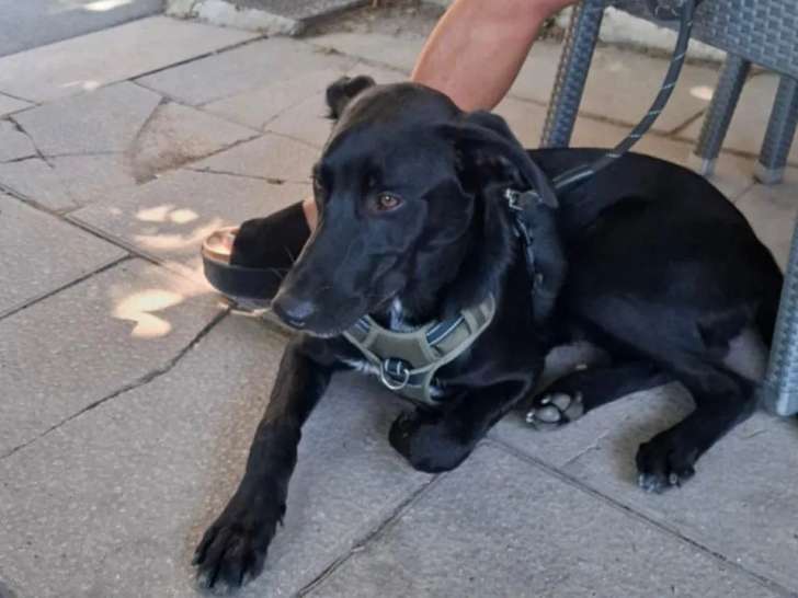 À adopter : chiot mâle de 10 mois