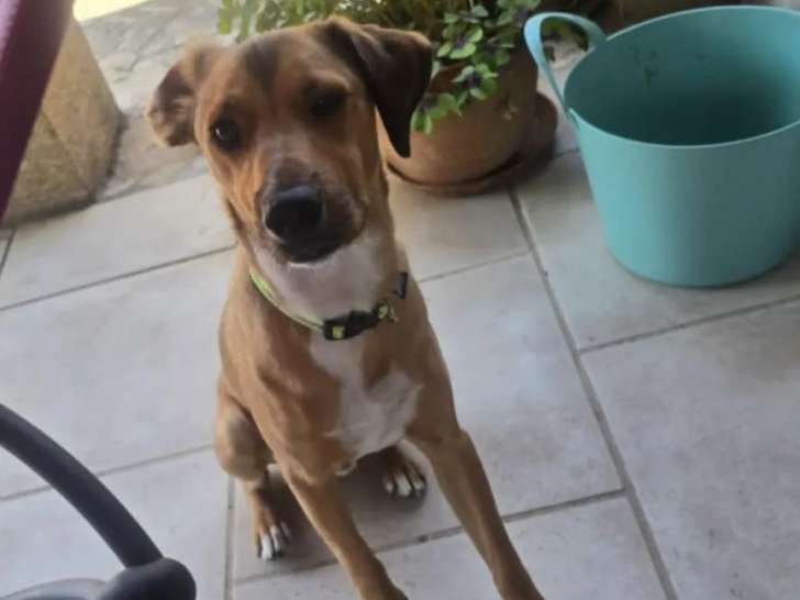 Disponible à l’adoption : chien d’un an