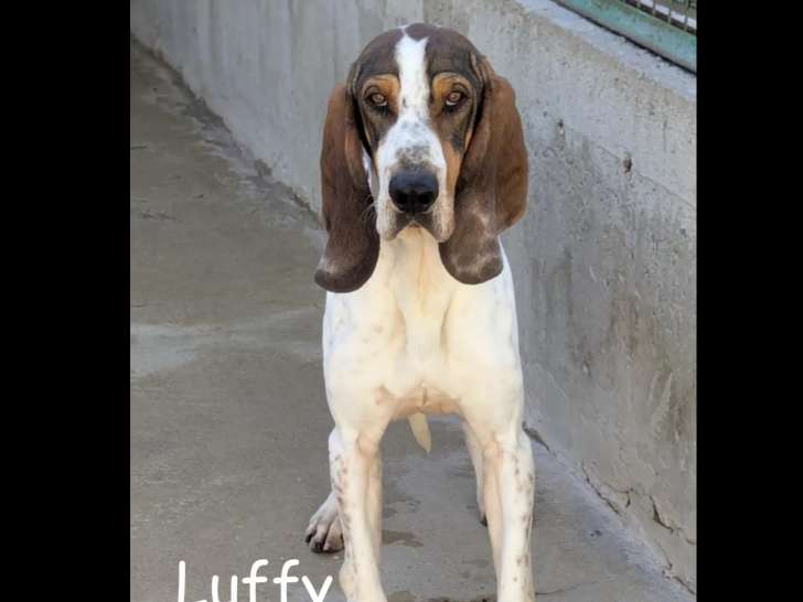 Prêt pour l’adoption : chien au pelage tricolore