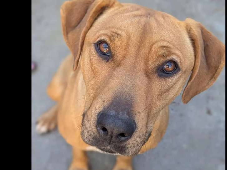 En attente d’un foyer : chienne Rhodesian Ridgeback fauve