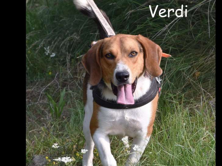 À accueillir : chien Beagle d’un an