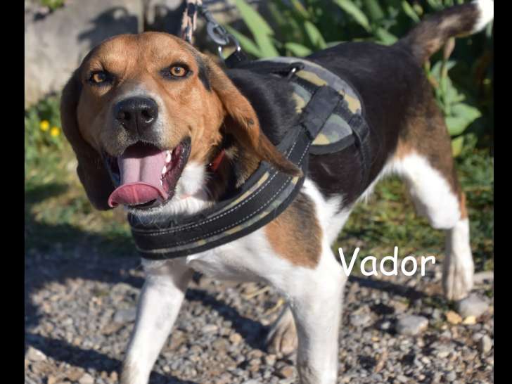En quête d’une famille : chien Beagle tricolore
