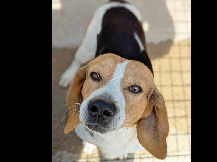À la recherche d’une famille : chien Beagle âgé d’un an