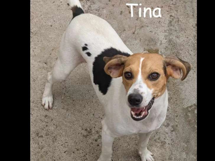 Chienne Beagle de 3 ans disponible à l’adoption