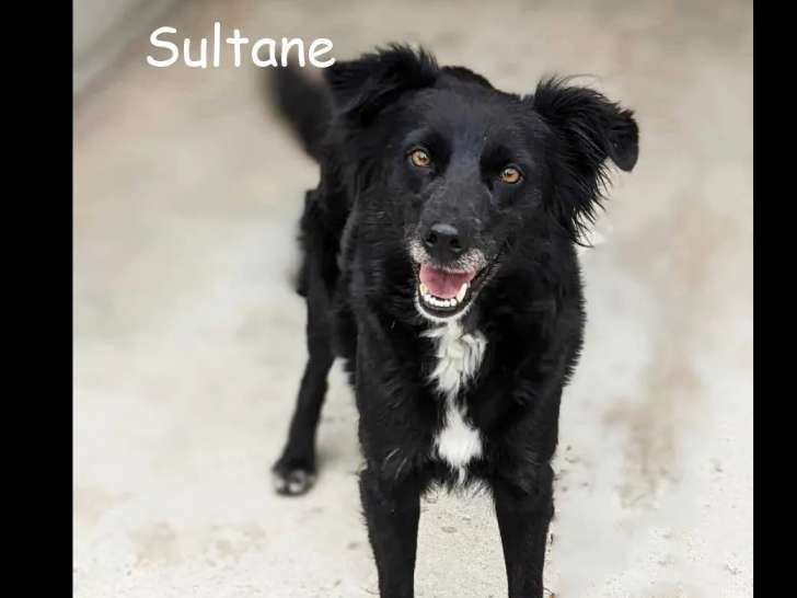 Chienne de noire avec marque blanche en attente d’adoption