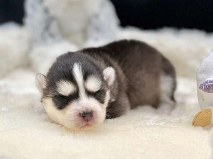 Magnifiques chiots Pomsky à vendre