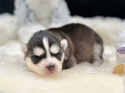 Magnifiques chiots Pomsky à vendre