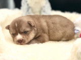 Magnifiques chiots Pomsky à vendre