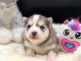 Magnifiques chiots Pomsky à vendre