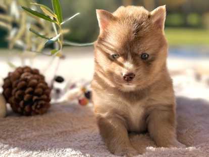 Magnifiques chiots Pomsky à vendre