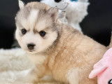 Magnifiques chiots Pomsky à vendre