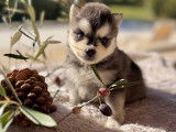 Magnifiques chiots Pomsky à vendre