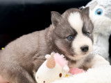 Magnifiques chiots Pomsky à vendre