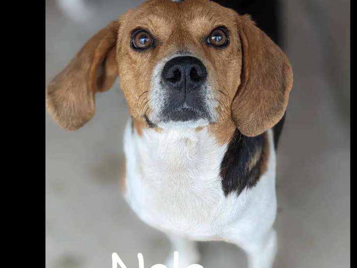 Chien Beagle tricolore prêt pour l’adoption