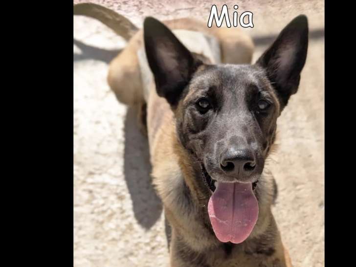 Chienne Berger Malinois d’un an à accueillir