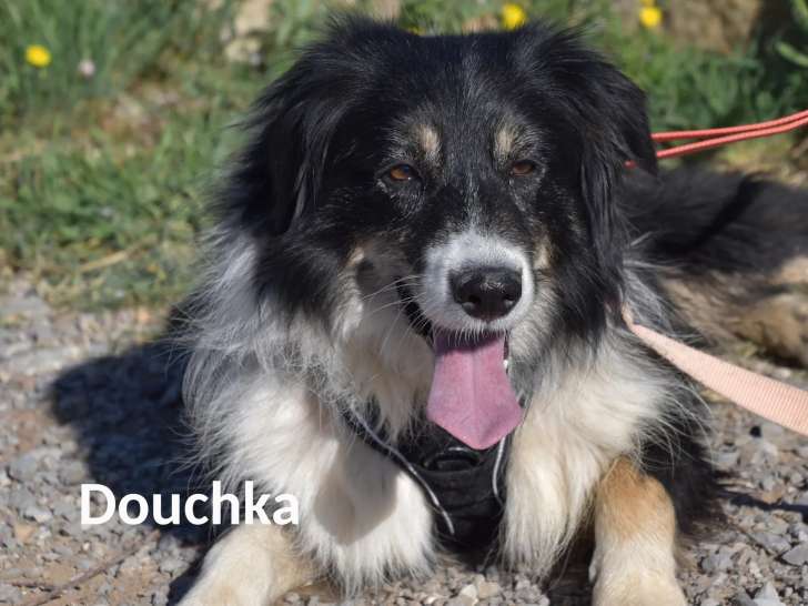 Chienne tricolore en attente d’une famille
