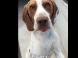 Adoption disponible : chien Setter Anglais marron et blanc