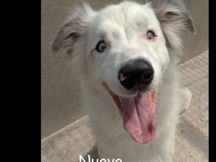 Chien Border Collie gris et blanc à la recherche d’un foyer