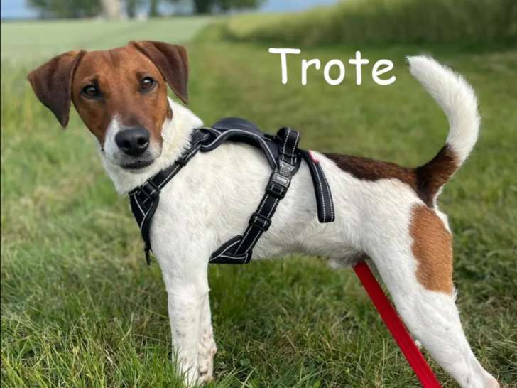 Disponible à l’adoption, chien Fox Terrier d’un an