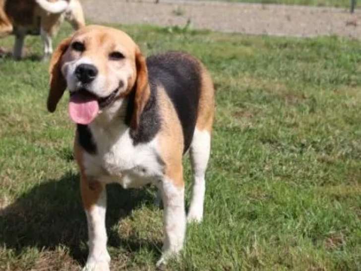 Prête pour l’adoption, chienne Beagle tricolore