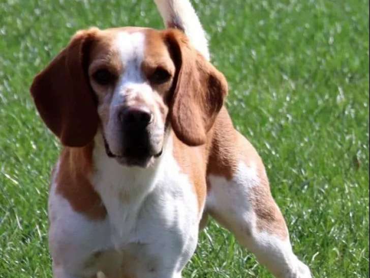 En attente d’une famille, chienne Beagle marron et blanche