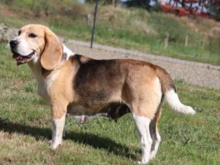 À accueillir, chienne Beagle de 6 ans