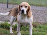 À accueillir, chienne Beagle de 6 ans