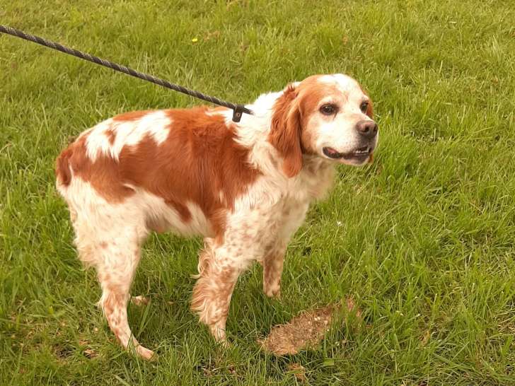 En quête d’une famille, chien Épagneul Breton de 10 ans