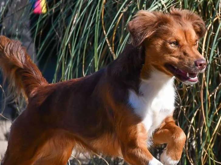 Adoption disponible : chienne Épagneul rousse et blanche