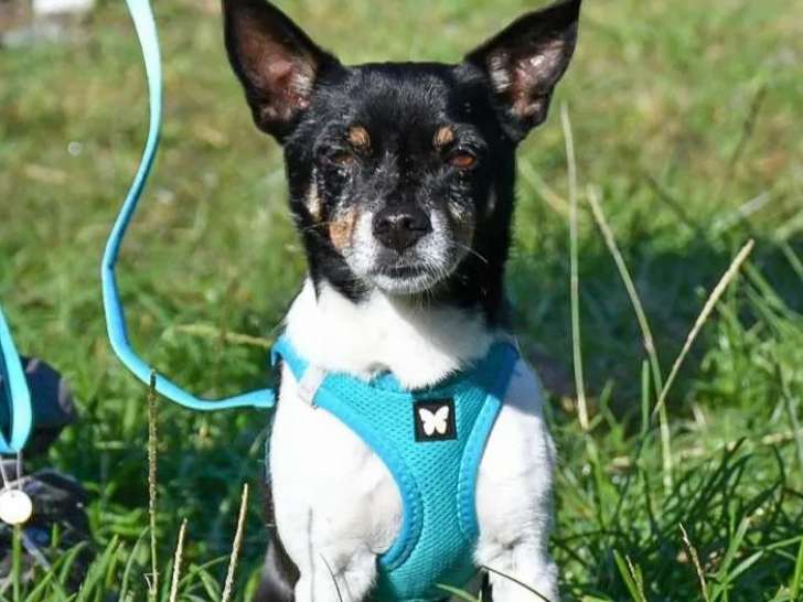 À la recherche d’une famille, chien Ratier de Prague tricolore