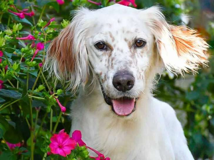 En attente d'adoption : chien Setter Anglais de 5 ans