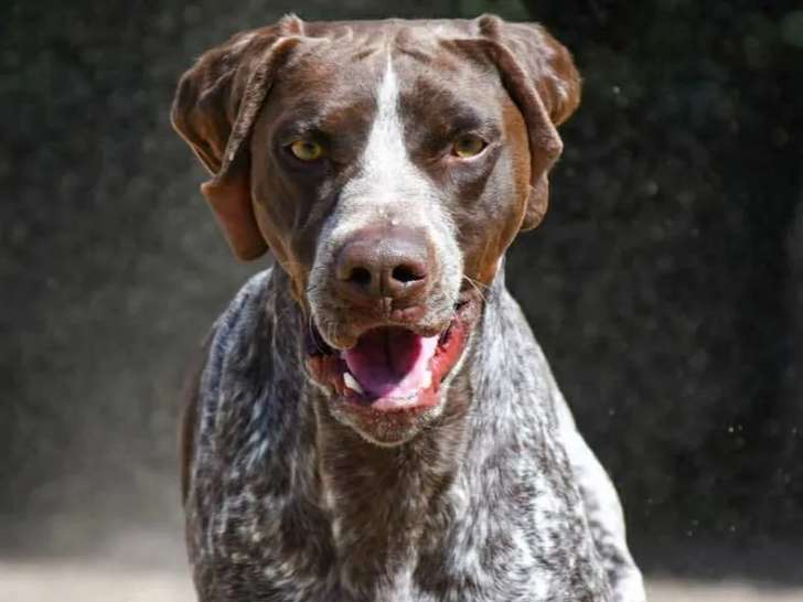 En attente d’une famille : chien Braque Allemand d’un an