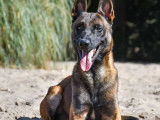 À accueillir : chien Berger Malinois fauve charbonné