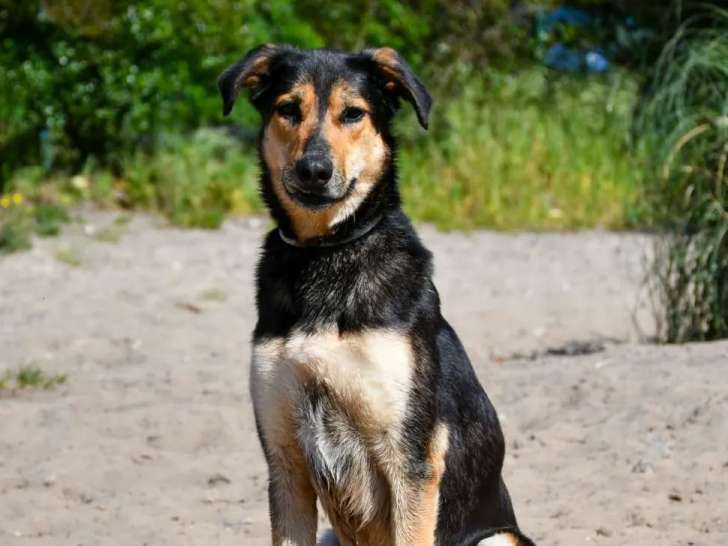 En quête d’une famille : chien Beauceron noir et feu