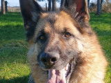 À la recherche d’un foyer : chien Berger Allemand de 9 ans